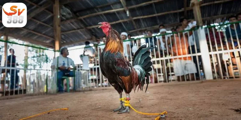 Đá Gà Cựa Dao Sv388 – Sàn Cược Có Một Không Hai 1 Sự đa dạng về giống linh kê Đá Gà Cựa Dao Sv388