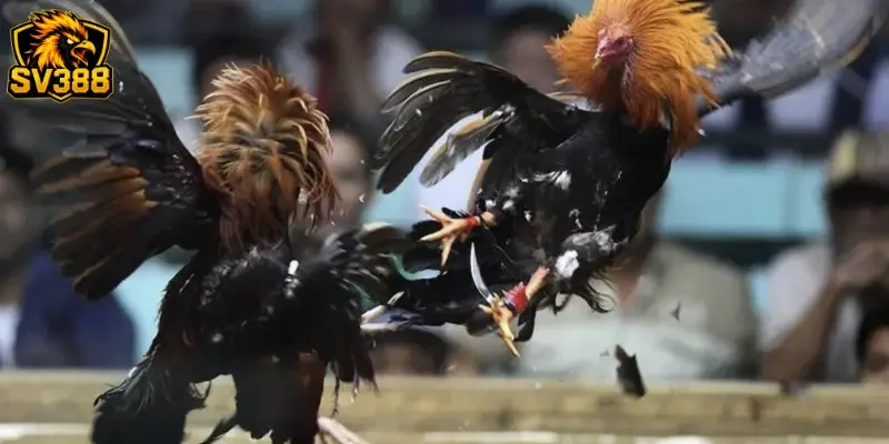 Soi kèo gà đá cựa sắt SV388: Cách săn tiền thưởng từ kê thủ 1 Soi kèo gà đá cựa sắt SV388: Cách săn tiền thưởng từ kê thủ
