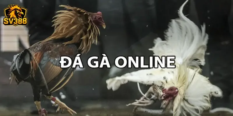 Kinh nghiệm chọn kèo gà đá SV388 trúng lớn từ cao thủ lâu năm 1 Kinh nghiệm chọn kèo gà đá SV388 trúng lớn từ cao thủ lâu năm