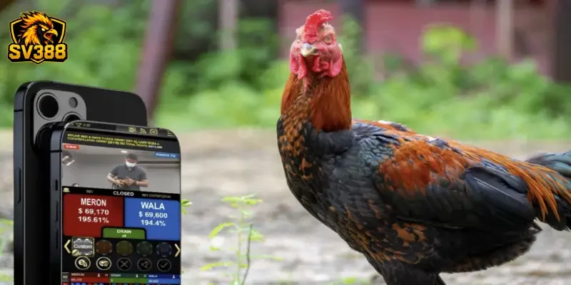 Cược gà đá mobile SV388: Trải nghiệm chọi gà trên điện thoại 1 Cược gà đá mobile SV388: Trải nghiệm chọi gà trên điện thoại
